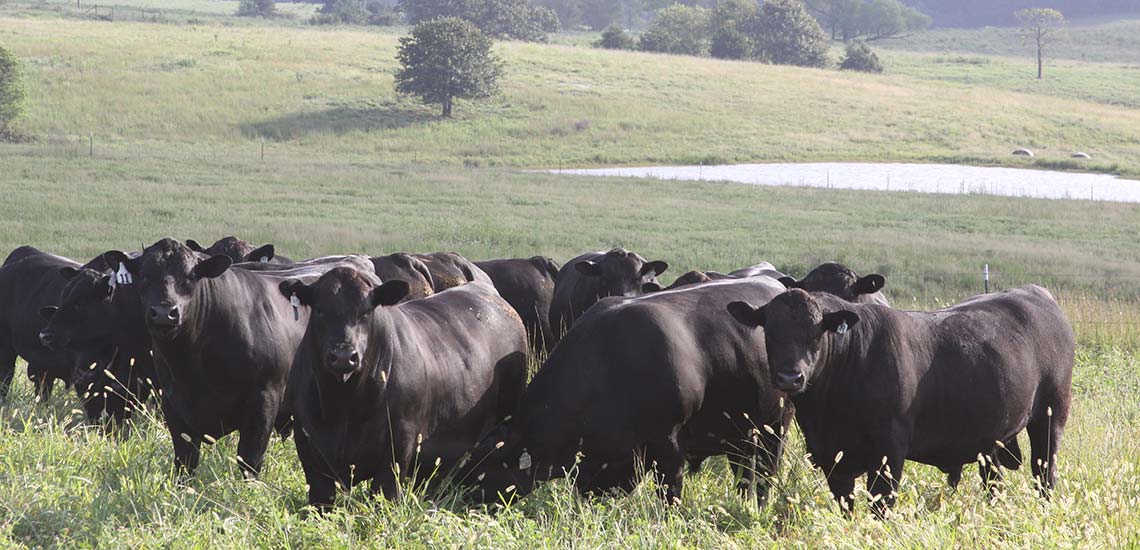 For Sale Smith Valley Angus Registered Angus Cattle Salem, MO