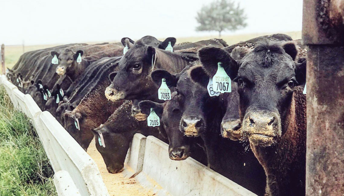 Cows up close