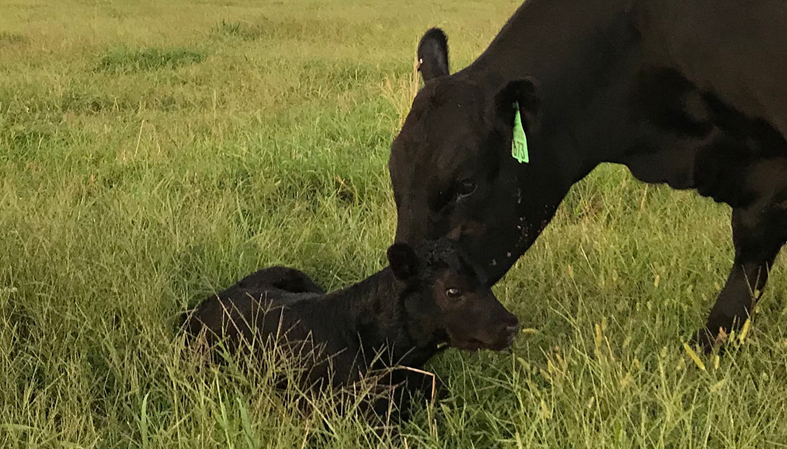 Donor with Calf