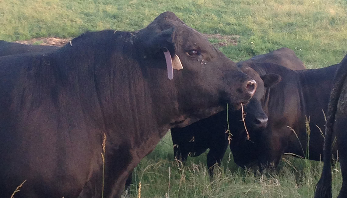 Cows up close