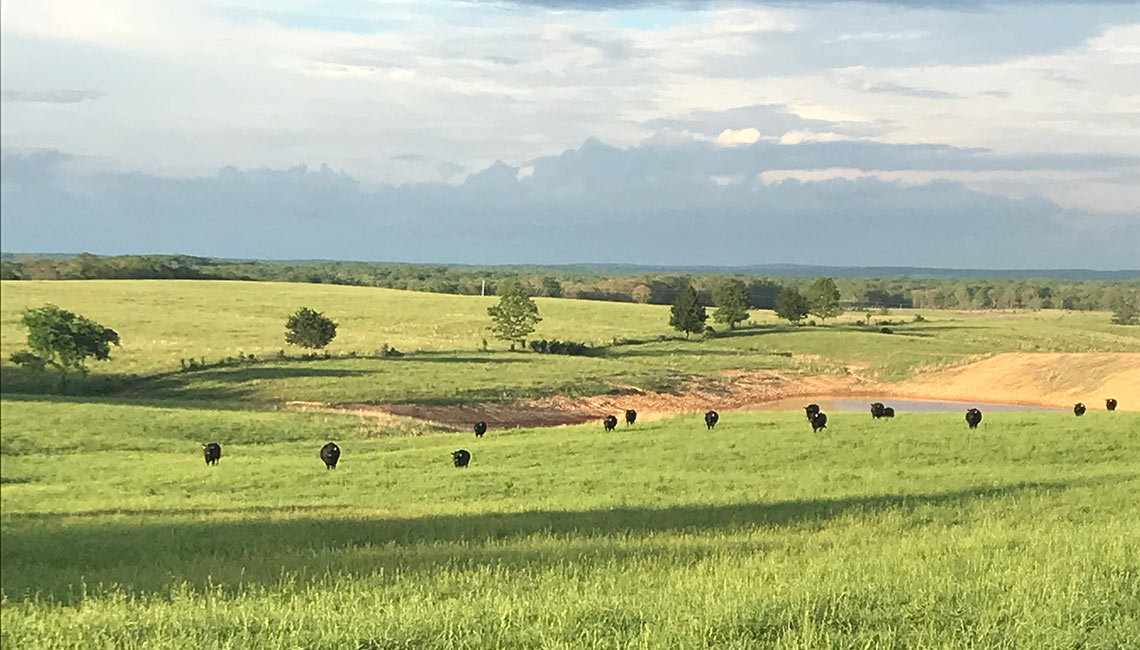 Cows in a Pasture